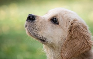 golden-retriever-refy-pl szczeniak